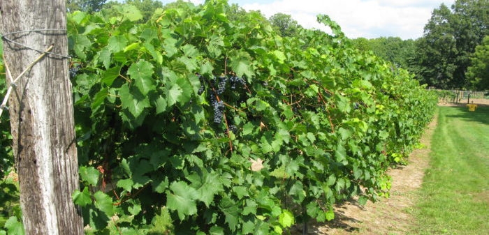 vineyard_grapes